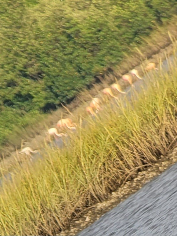 American Flamingo - ML609692056