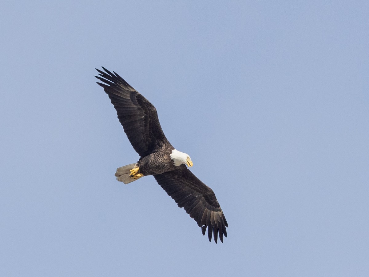 Bald Eagle - ML609692137