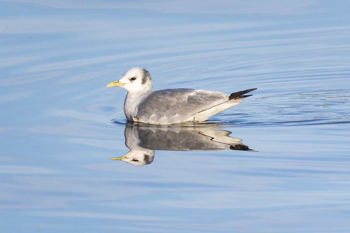 Gaviota Tridáctila - ML609692143