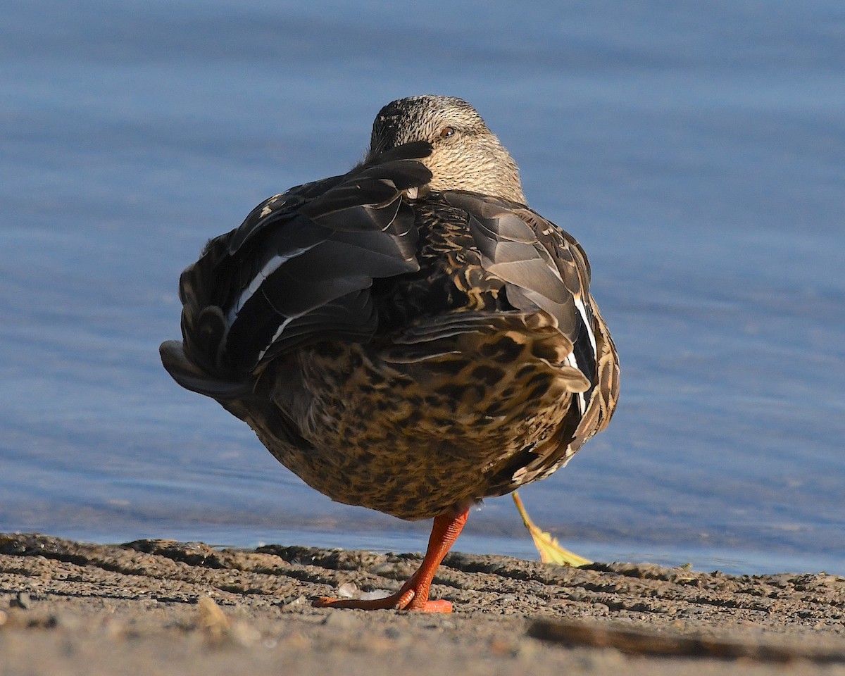 Mallard - Ted Wolff