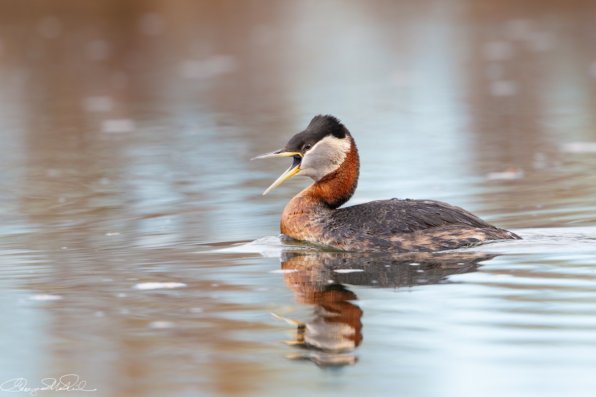 Red-necked Grebe - ML609692390