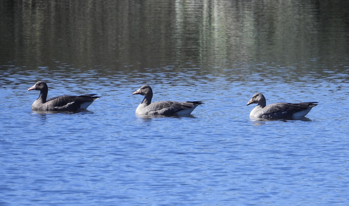 Greater White-fronted Goose - ML609692393