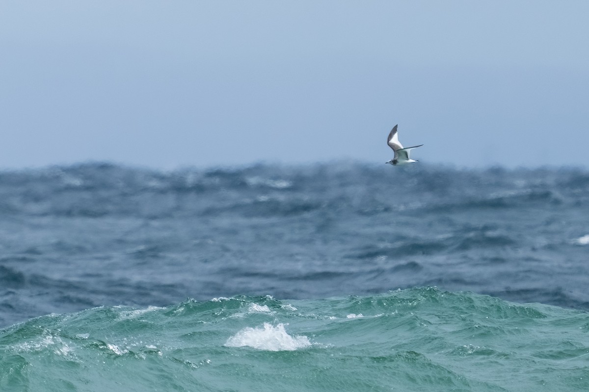 Sabine's Gull - ML609692399