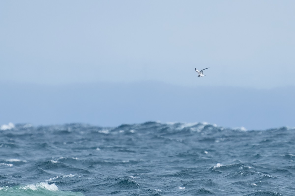 Sabine's Gull - ML609692400