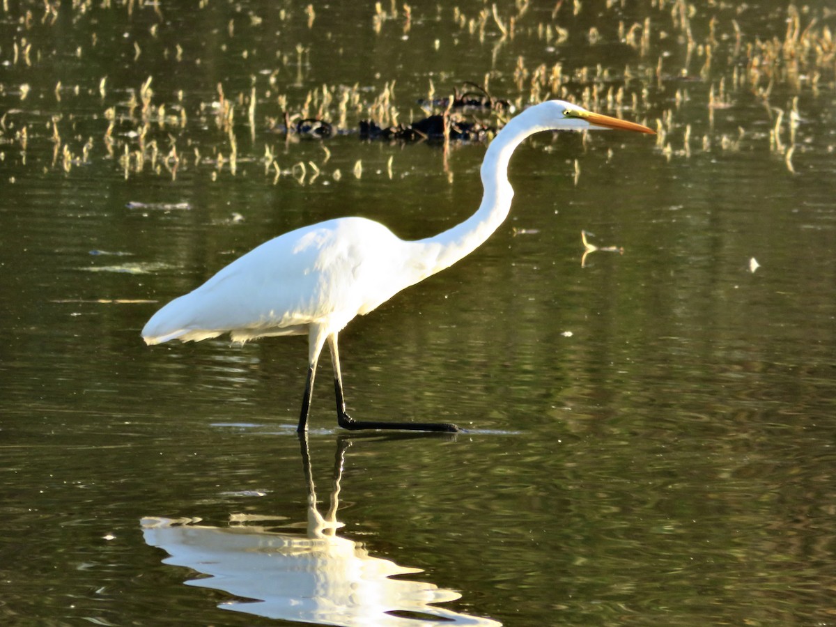 Great Egret - ML609692427