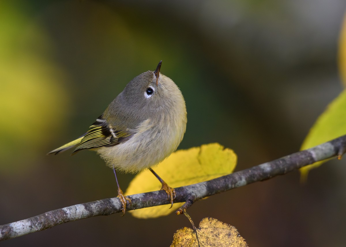 Ruby-crowned Kinglet - Christopher T