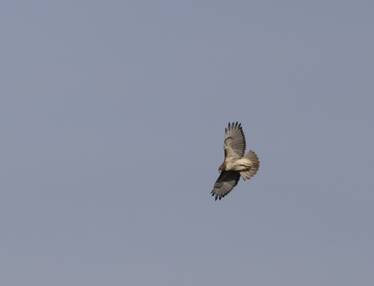 Red-tailed Hawk - Jennifer Miller