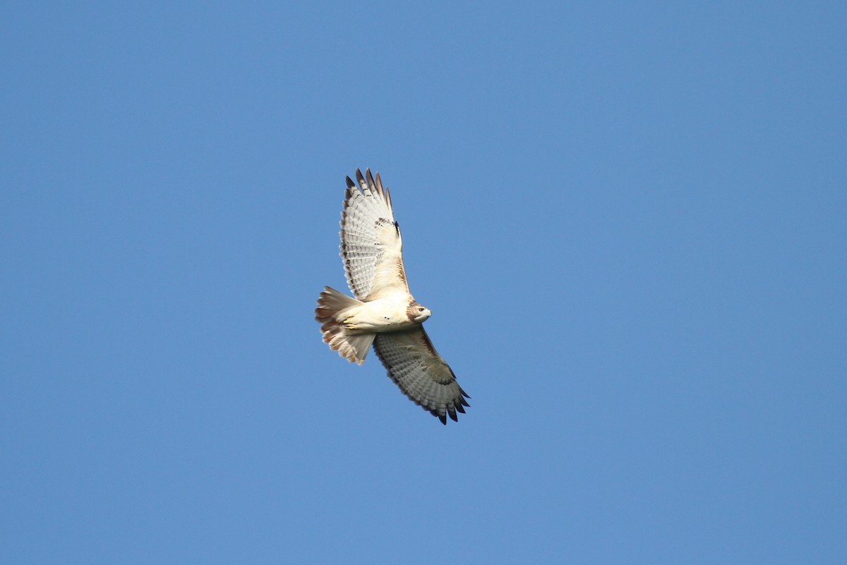 Red-tailed Hawk - ML609692534