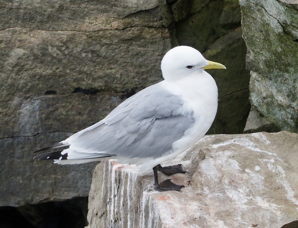 Mouette tridactyle - ML609692741