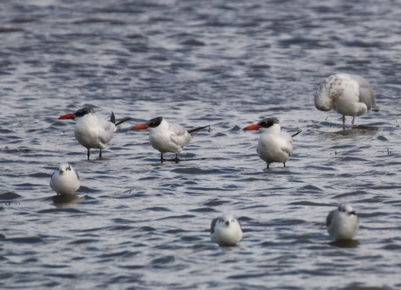 Caspian Tern - ML609692806