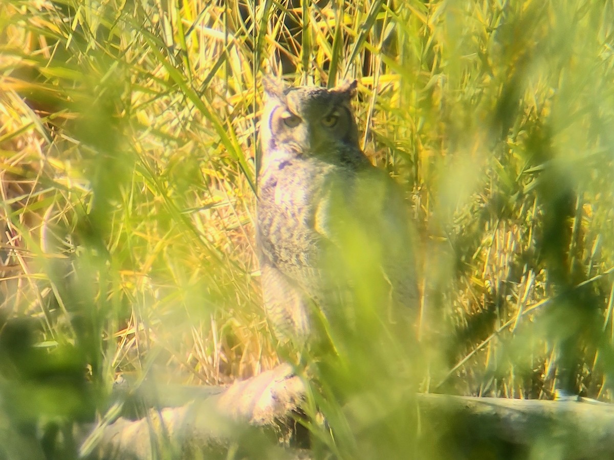 Great Horned Owl - ML609692880