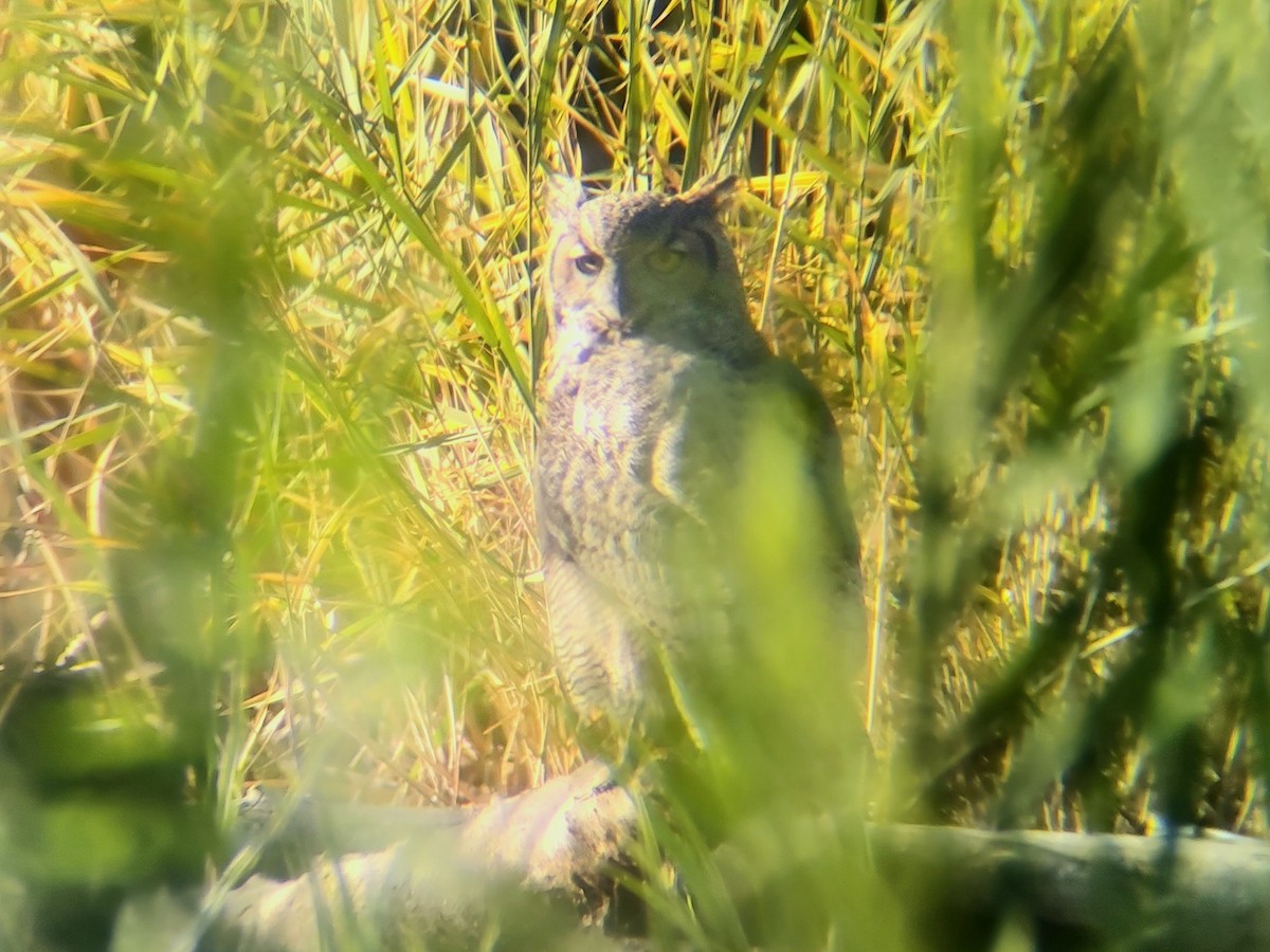 Great Horned Owl - ML609692881