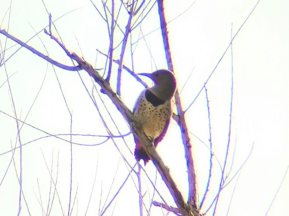 Northern Flicker - ML609692885