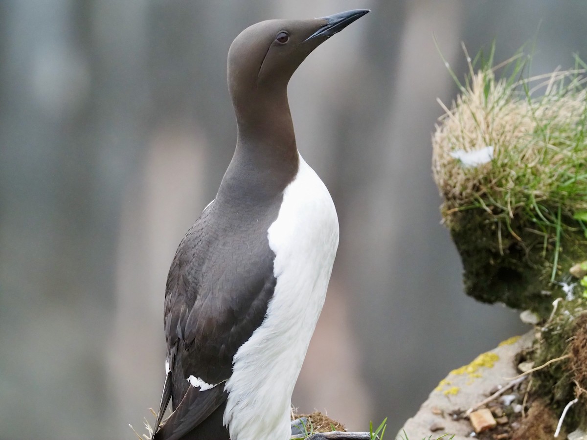 Common Murre - ML609692903