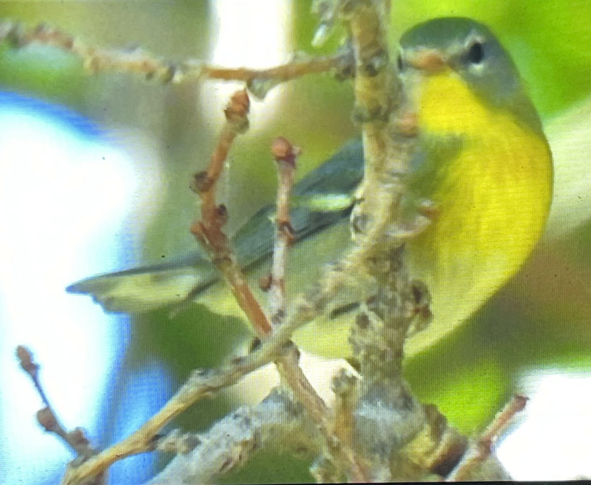 Northern Parula - Charity Hagen