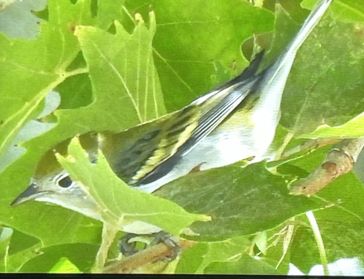 Chestnut-sided Warbler - Charity Hagen