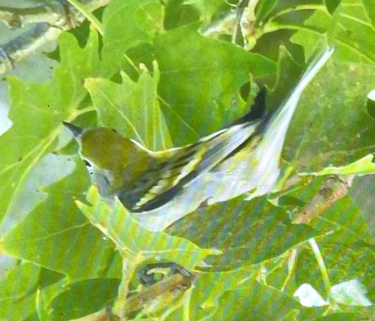 Chestnut-sided Warbler - Charity Hagen