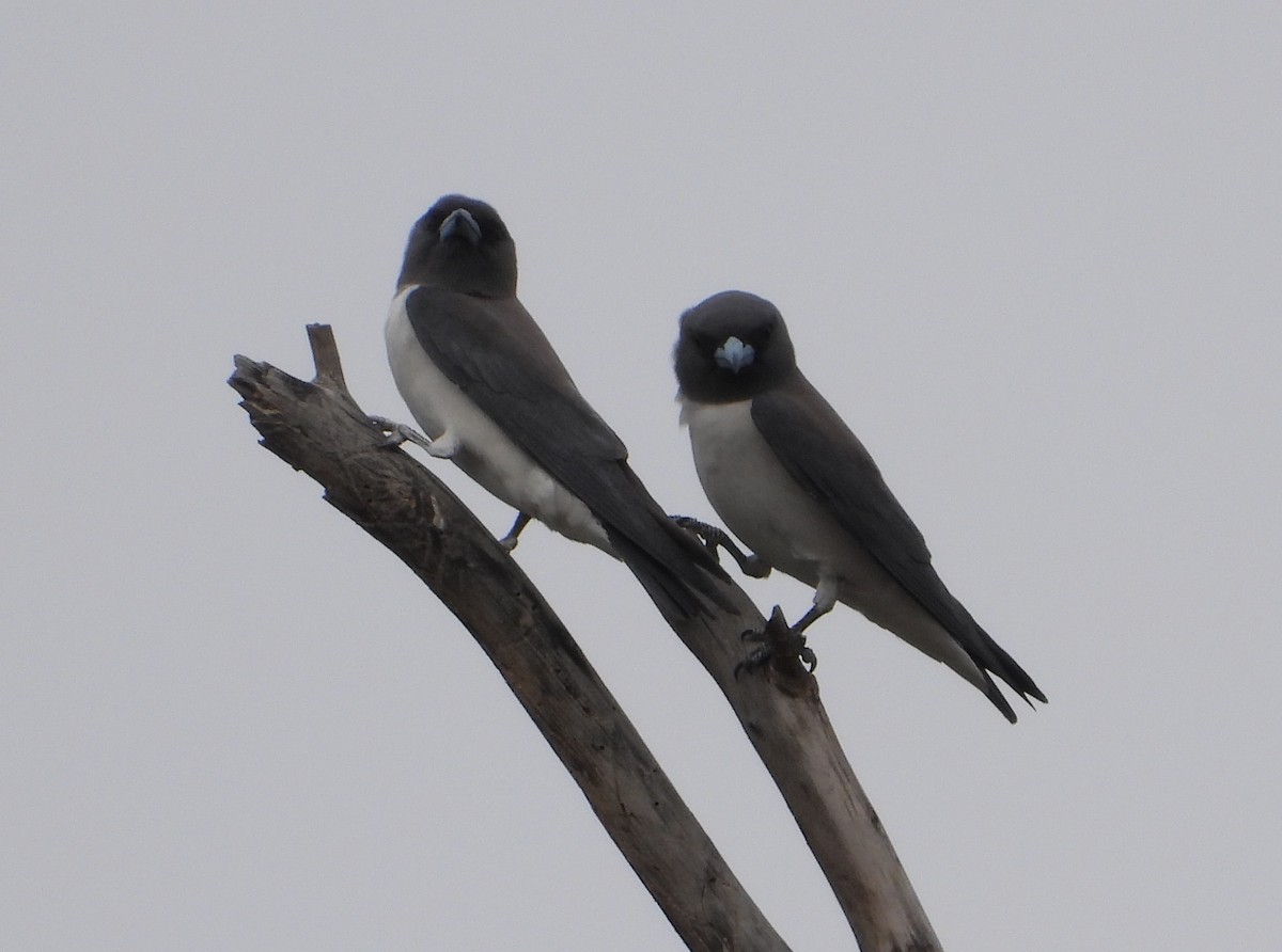 White-breasted Woodswallow - ML609693022