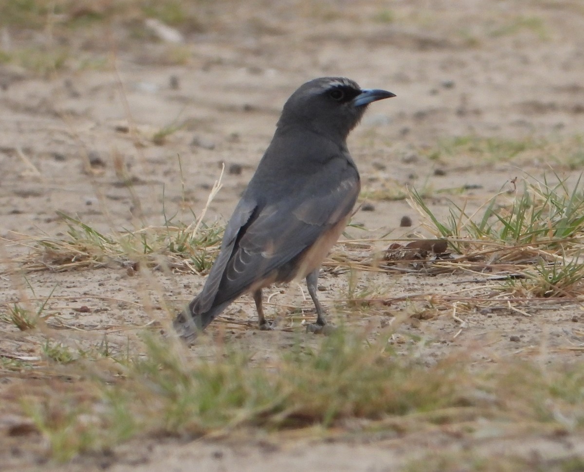 White-browed Woodswallow - ML609693074