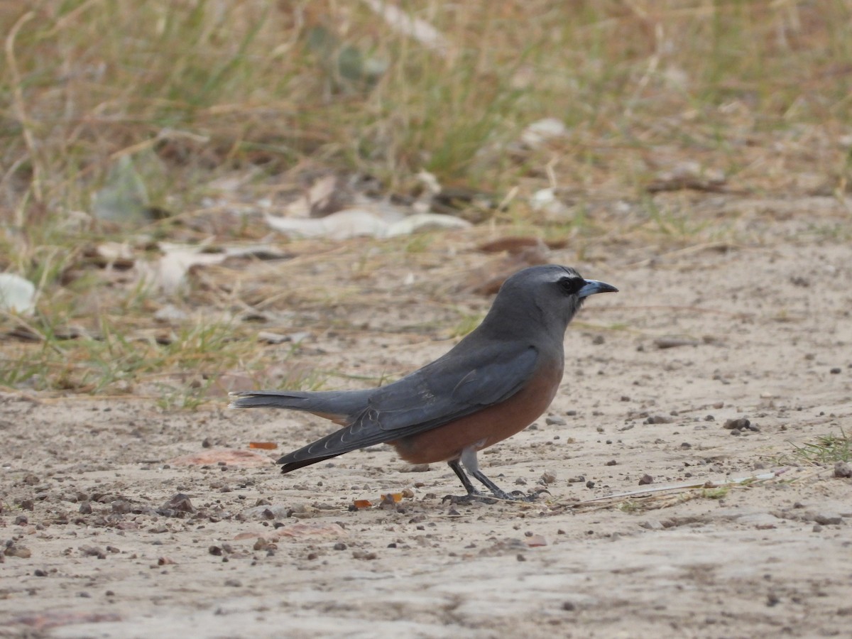 White-browed Woodswallow - ML609693080