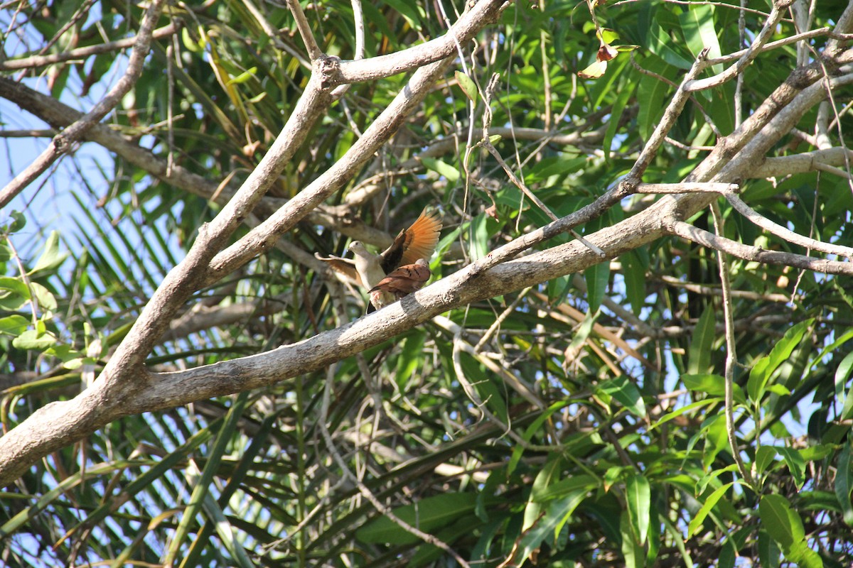 Ruddy Ground Dove - ML609693097