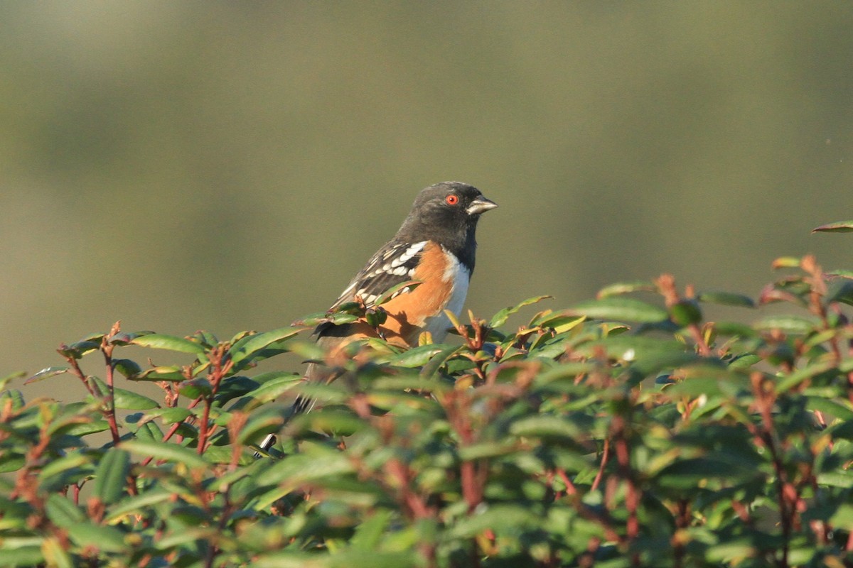 Spotted Towhee - ML609693171