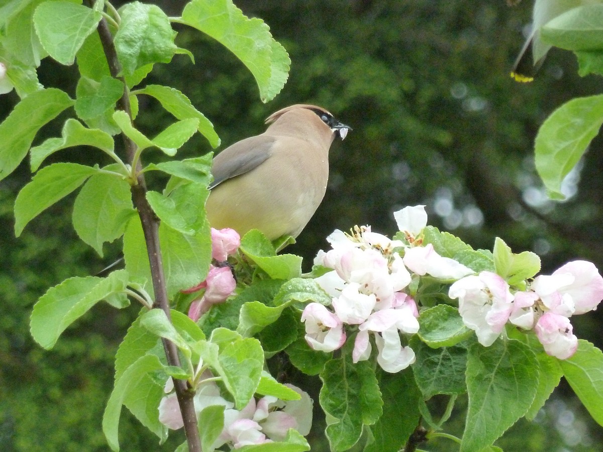 Cedar Waxwing - ML609693201