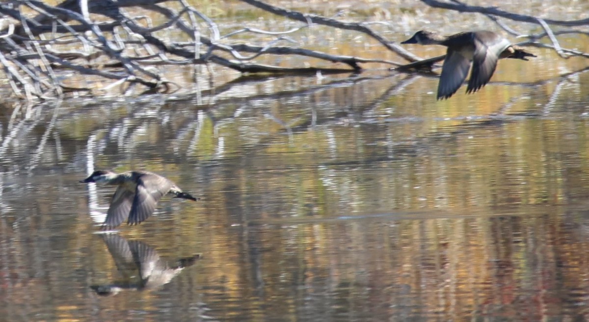 Ruddy Duck - ML609693220