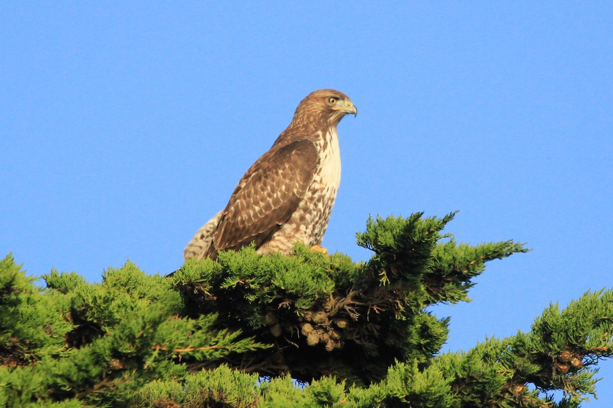 Red-tailed Hawk - ML609693222
