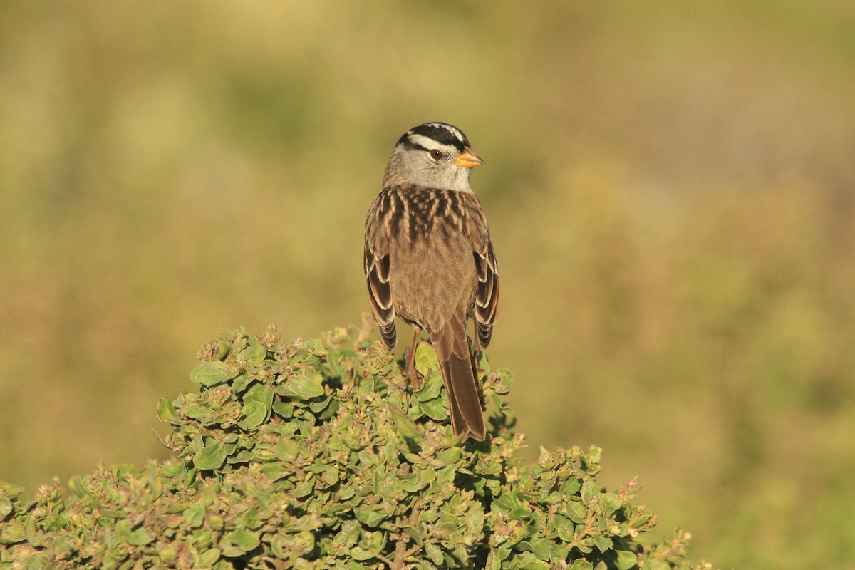 White-crowned Sparrow - ML609693224