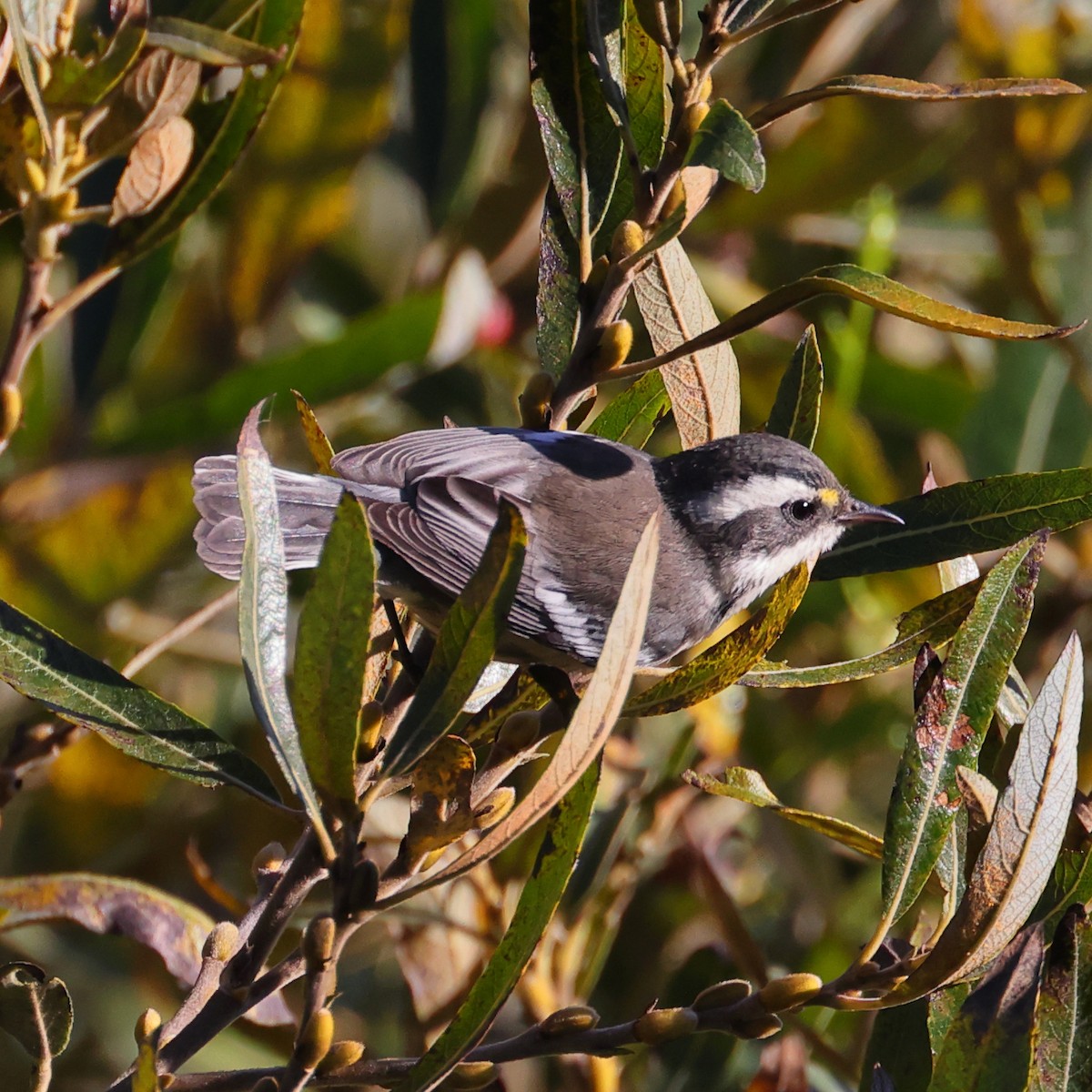 Black-throated Gray Warbler - ML609693225