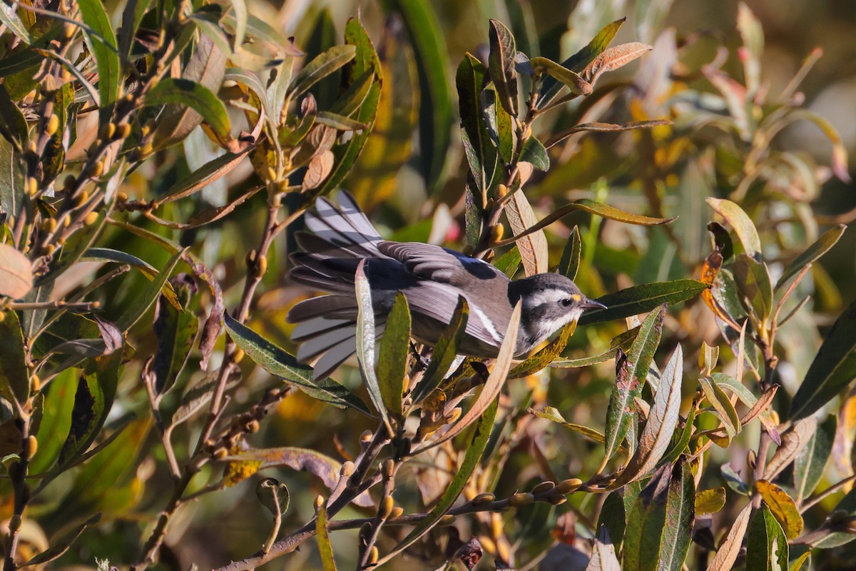 Black-throated Gray Warbler - ML609693227