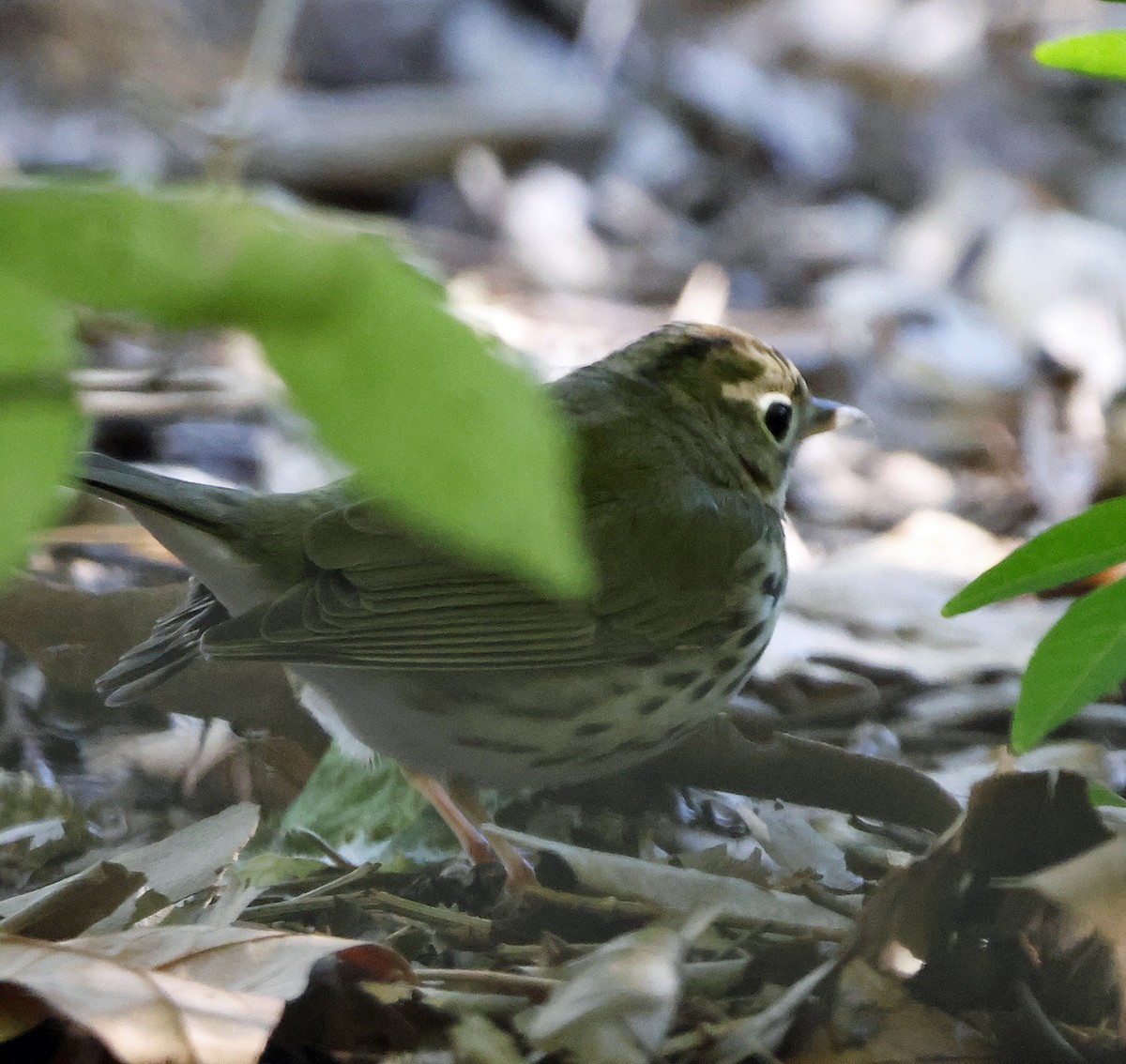 Ovenbird - ML609693267