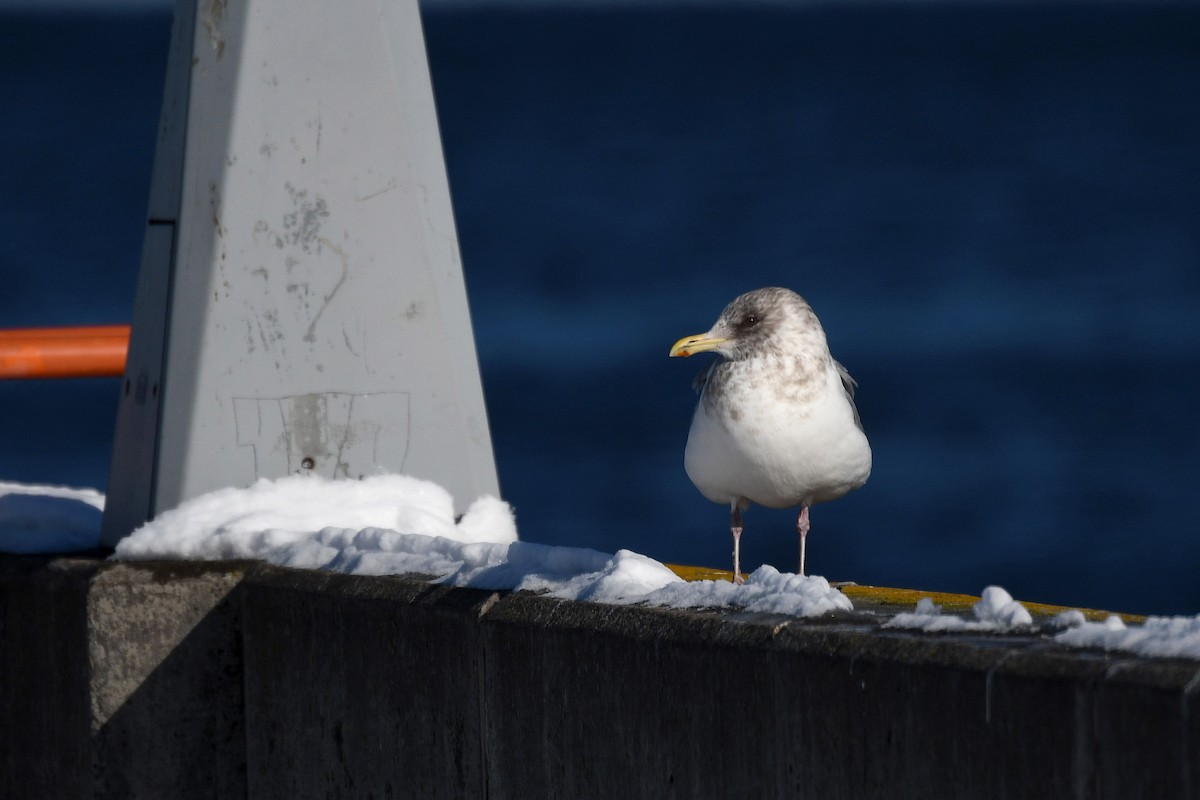 Iceland Gull (Thayer's) - ML609693277