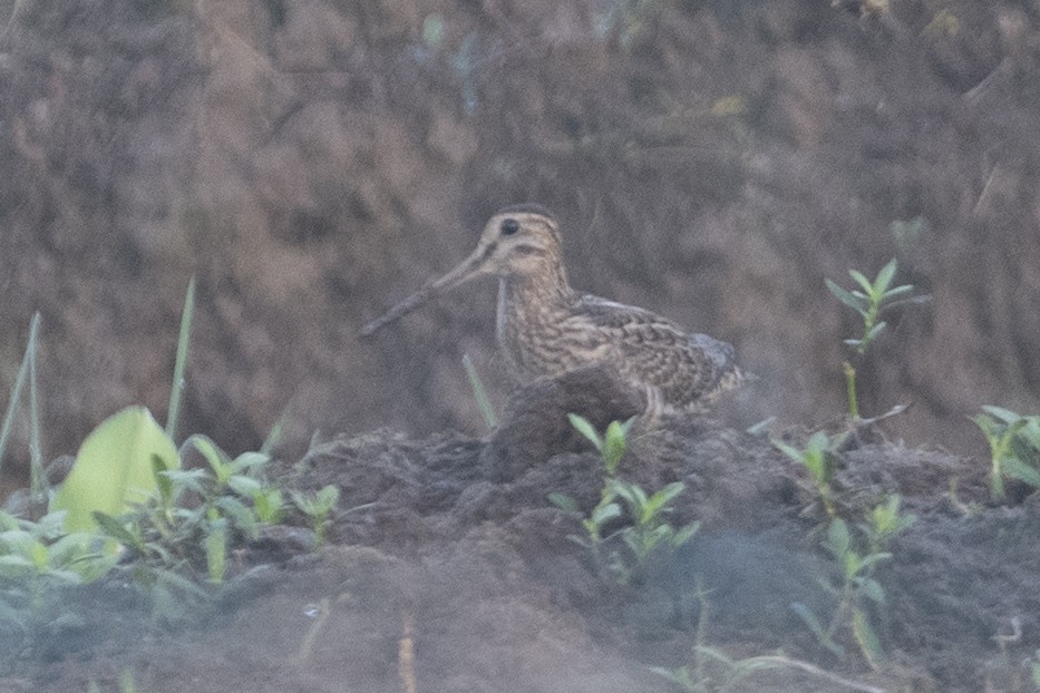 Beccaccino stenuro - ML609693281