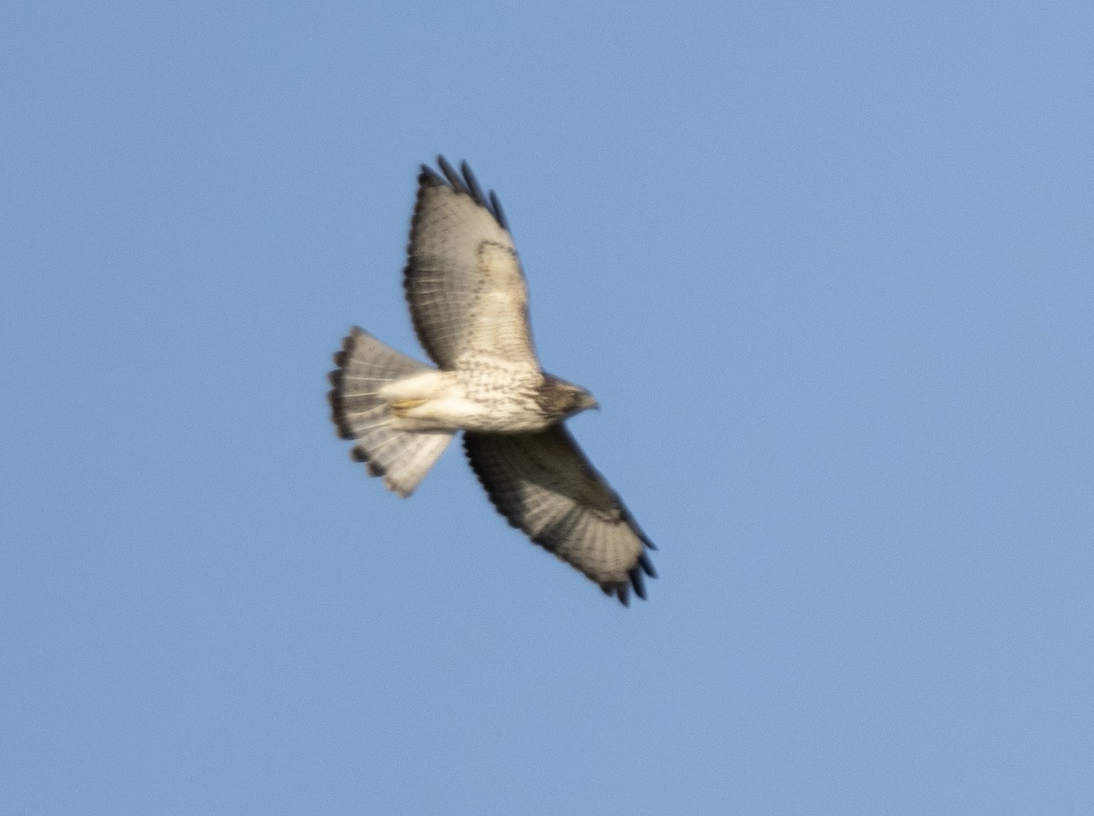 Broad-winged Hawk - ML609693282