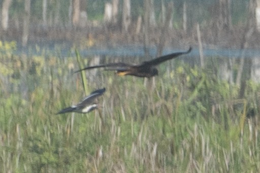 Circus sp. - ML609693292