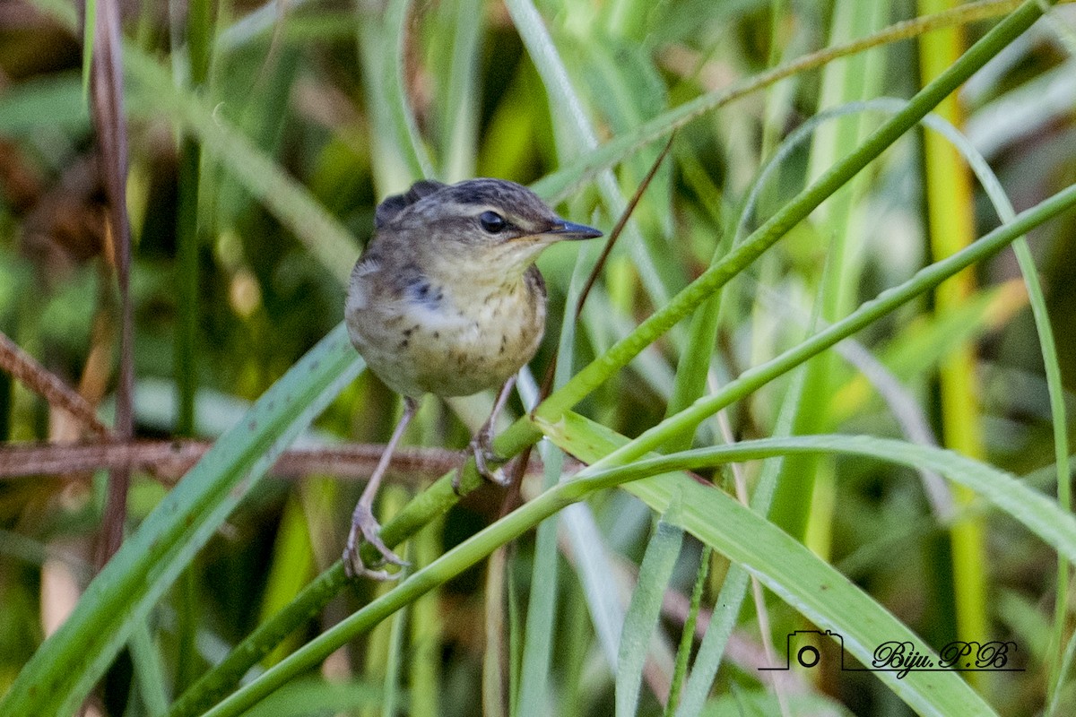 Pallas's Grasshopper Warbler - ML609693299