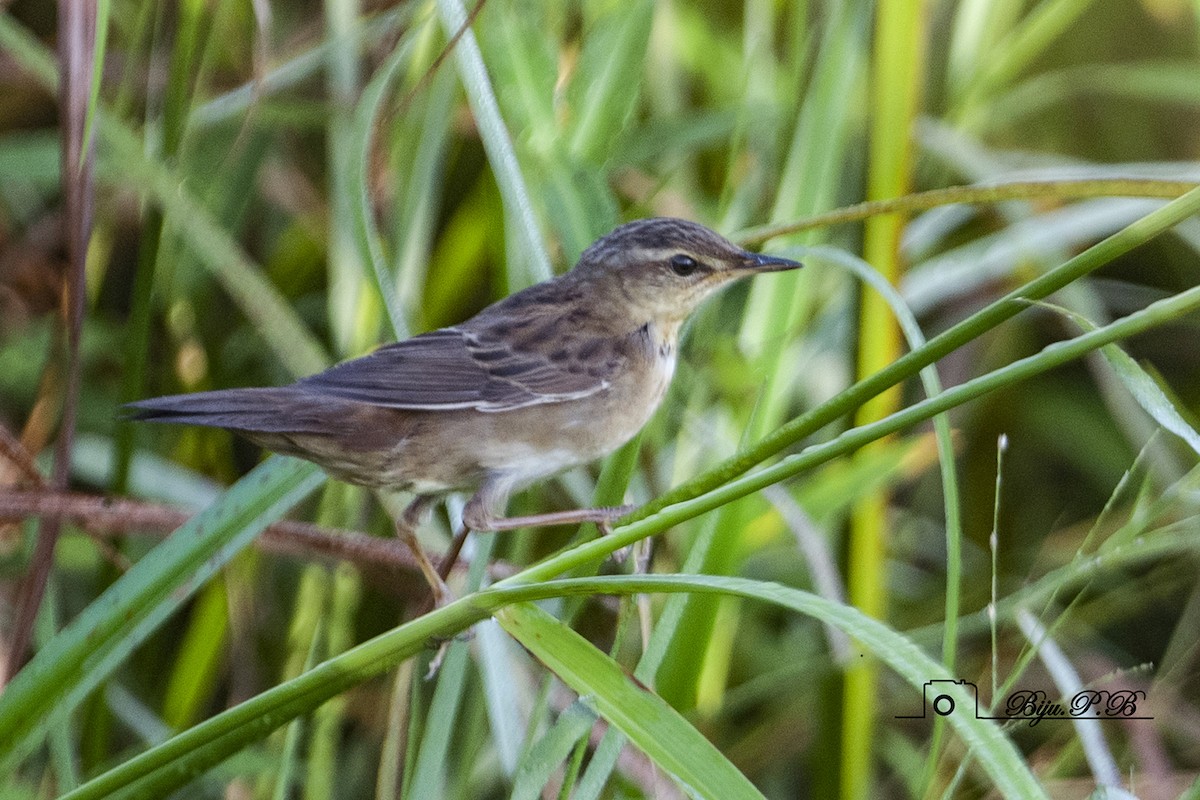Pallas's Grasshopper Warbler - ML609693300