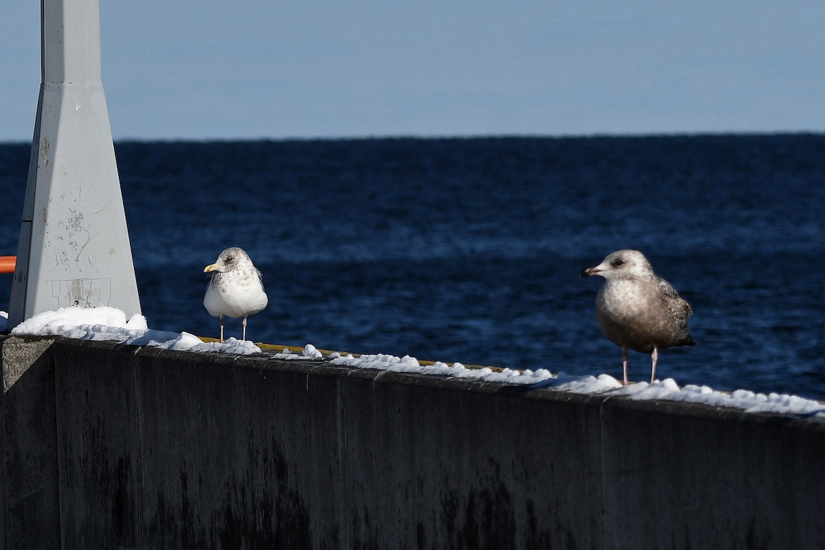 Gaviota Groenlandesa (thayeri) - ML609693365