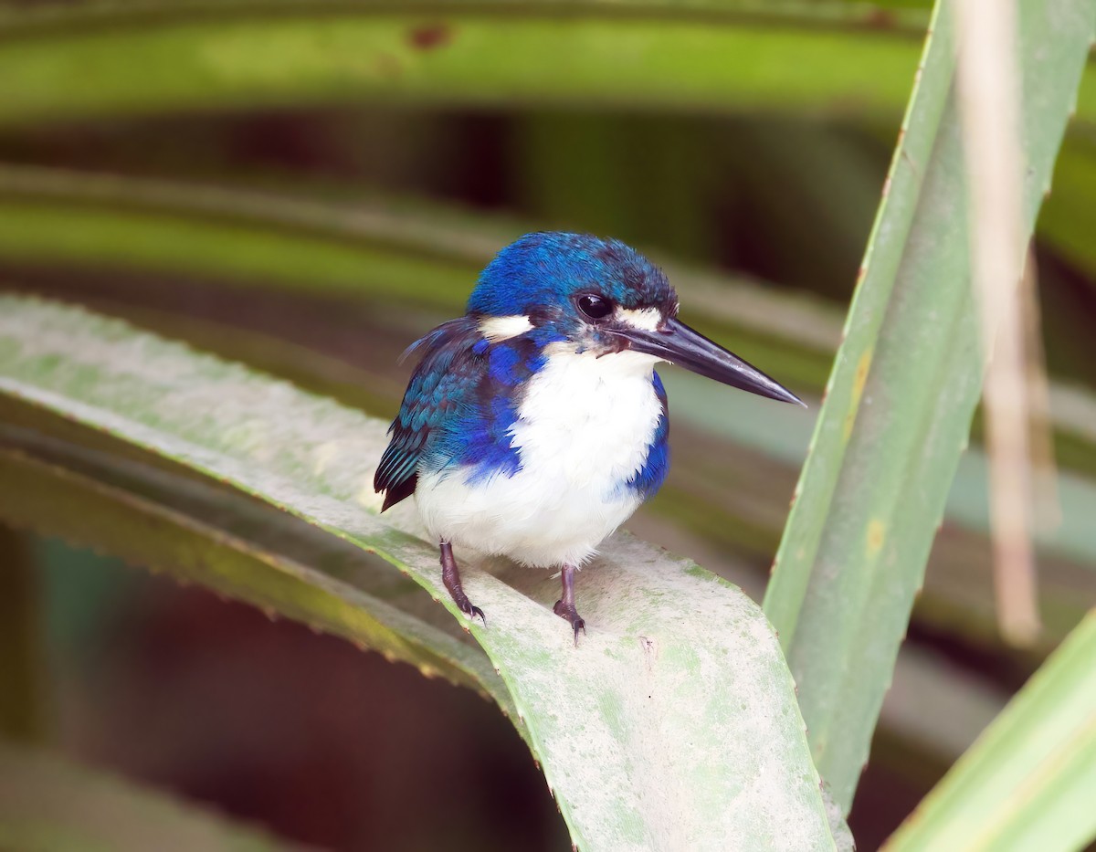 Little Kingfisher - Scott Baker