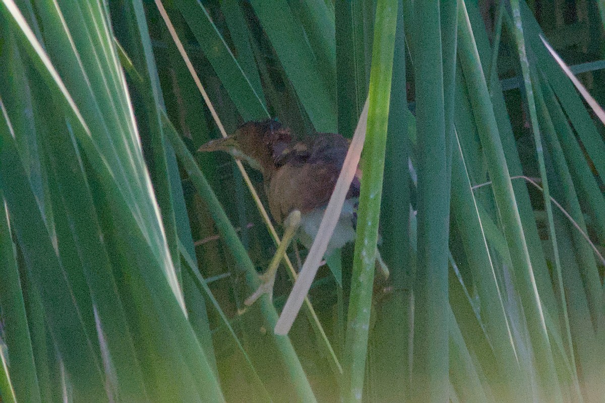 Least Bittern - ML609693434