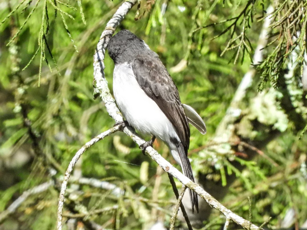 Black-winged Flycatcher-shrike - ML609693494