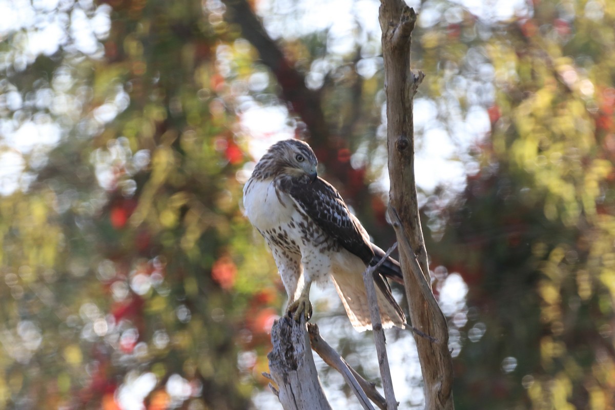 Red-tailed Hawk - ML609693547