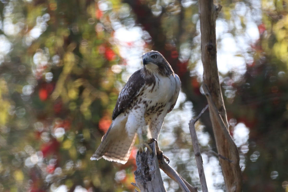 Red-tailed Hawk - ML609693548