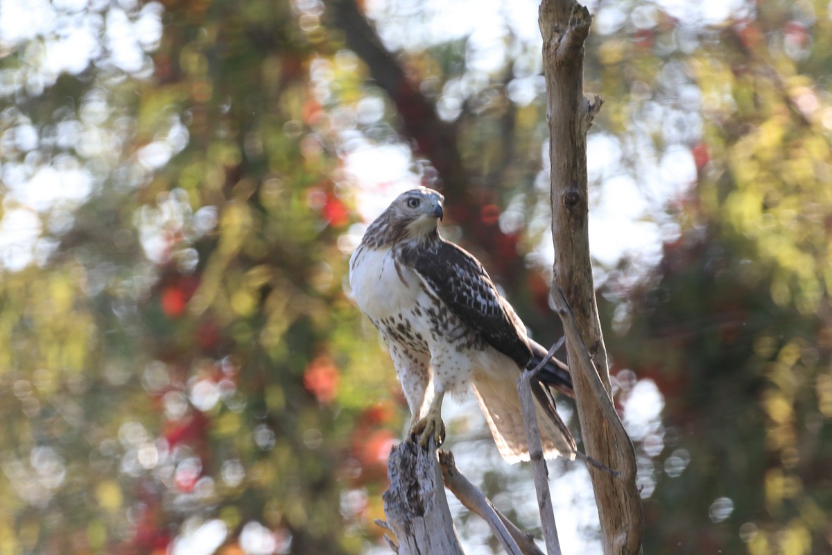 Red-tailed Hawk - ML609693549