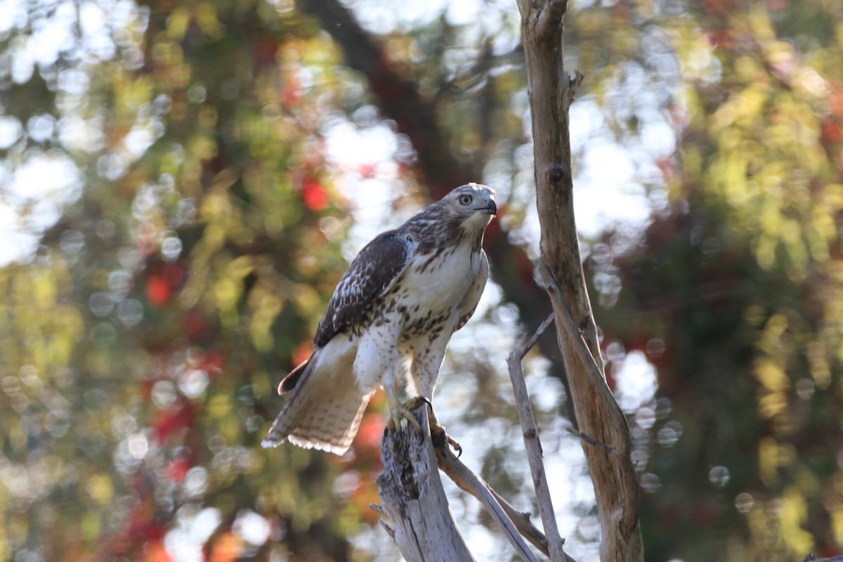 Red-tailed Hawk - ML609693550