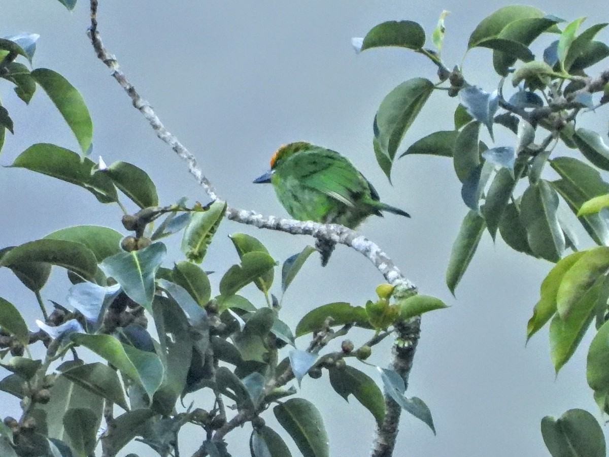 barbet plamenočelý - ML609693581