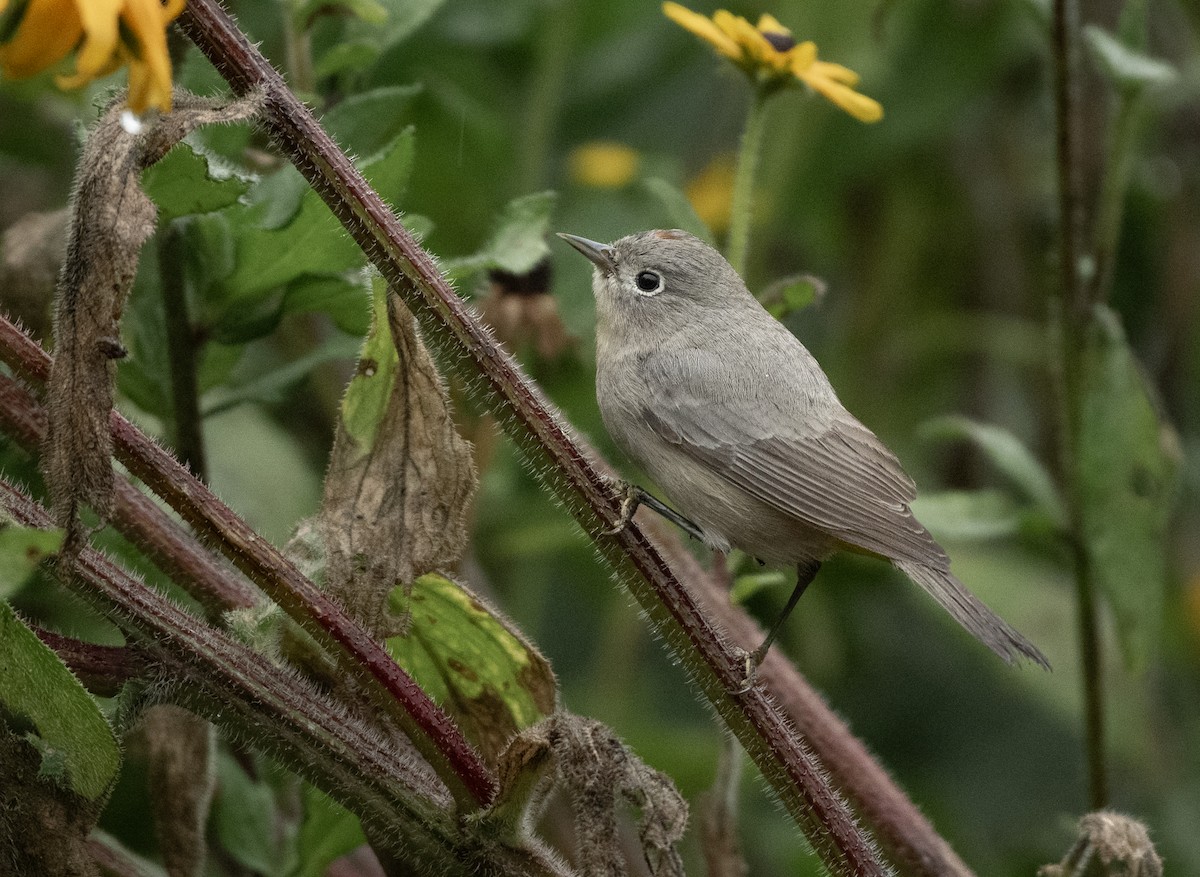 Virginia's Warbler - ML609693596