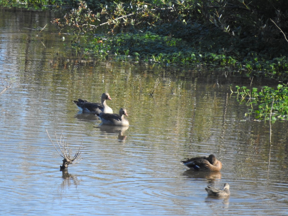 Greater White-fronted Goose - ML609693601